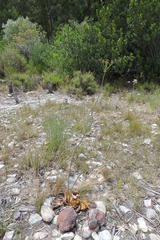 Lichtensteinia latifolia