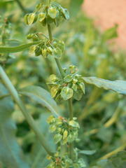 Rumex crispus