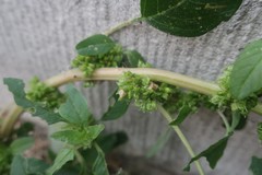 Amaranthus blitum