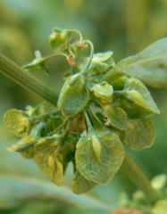 Rumex crispus