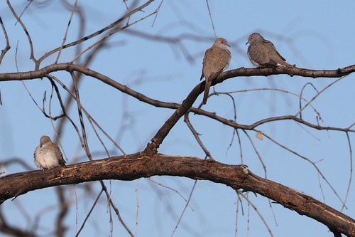 Diamond Dove