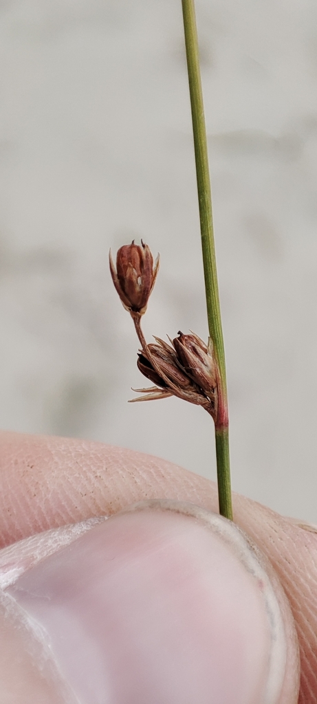 Juncus brachyspathus (Juncus brachyspathus)