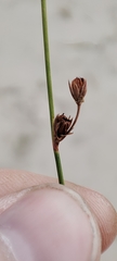Juncus brachyspathus