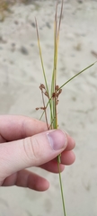Juncus brachyspathus