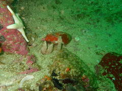 Caffrogobius nudiceps