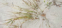 Juncus brachyspathus