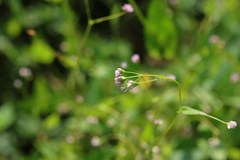 Persicaria sagittata
