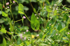 Persicaria sagittata