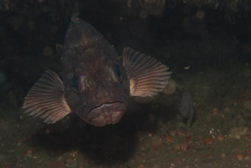 Sebastes capensis