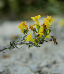 Linaria cretacea