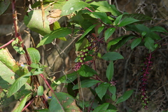 Phytolacca americana