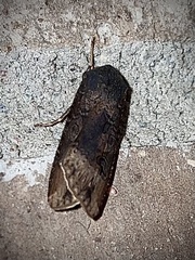 Agrotis ipsilon