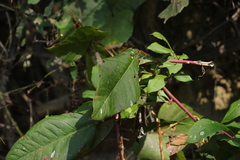 Phytolacca americana