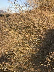 Launaea arborescens