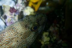 Acanthistius sebastoides