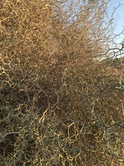 Launaea arborescens
