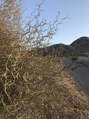 Launaea arborescens