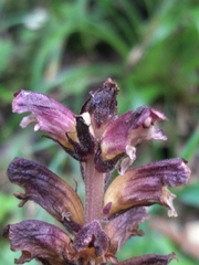 Orobanche reticulata