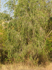 Melaleuca subulata