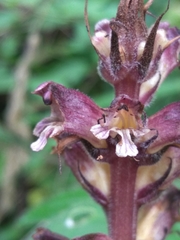 Orobanche reticulata