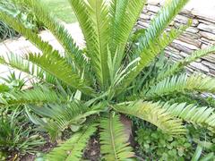 Encephalartos senticosus