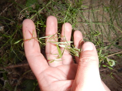 Pseudostellaria sylvatica