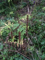 Orobanche reticulata