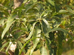 Madhuca longifolia