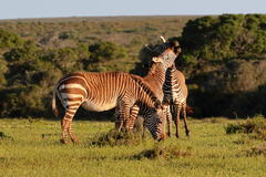 Equus zebra zebra