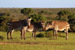 Equus zebra zebra
