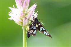 Amata sperbius