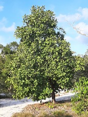 Gluta usitata