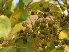 Sapindus laurifolius