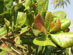 Semecarpus anacardium