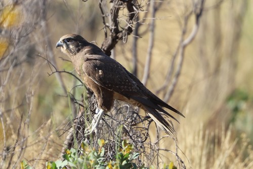 Brown Falcon