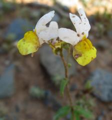 Nemesia ligulata