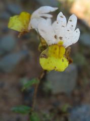Nemesia ligulata