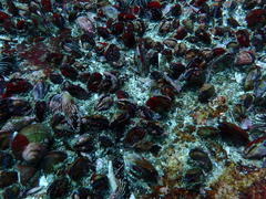 Aulacomya atra capensis