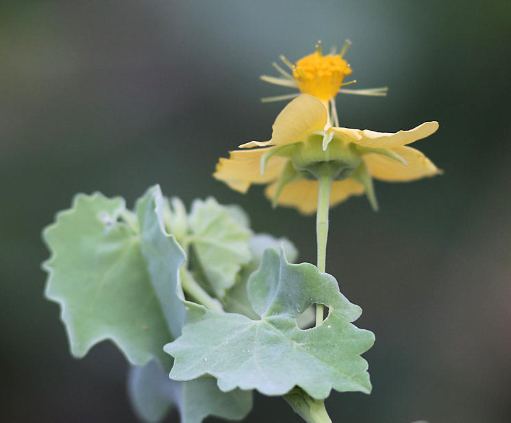 Bellflower