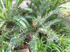 Encephalartos arenarius