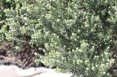 Phylica ericoides ericoides