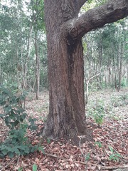 Gluta usitata