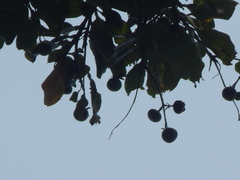 Gluta usitata