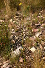 Othonninae