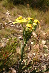 Othonninae