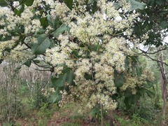 Gluta usitata