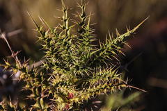Berkheya onobromoides