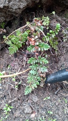 Cheilanthes hypoleuca