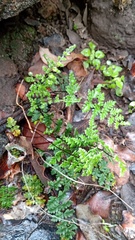 Cheilanthes hypoleuca