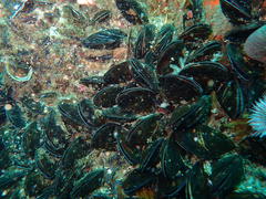 Choromytilus meridionalis